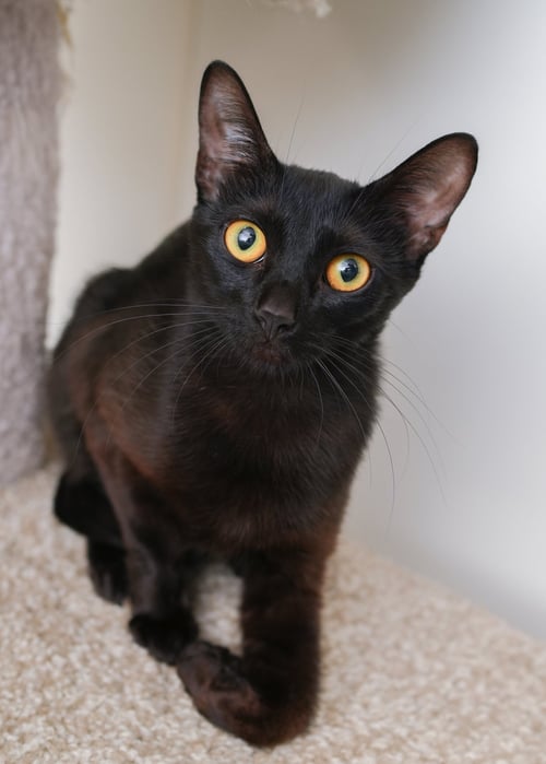 LOTUS - Domestic Short Hair available for adoption