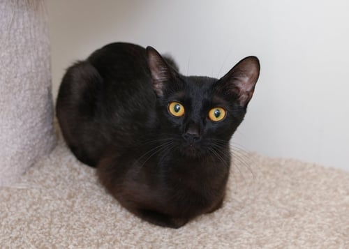 LOTUS - Domestic Short Hair available for adoption