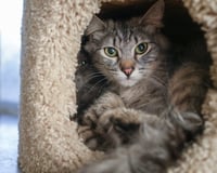 Niko - Photo 1