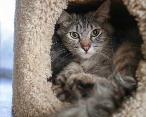 NIKO - Domestic Medium Hair available for adoption