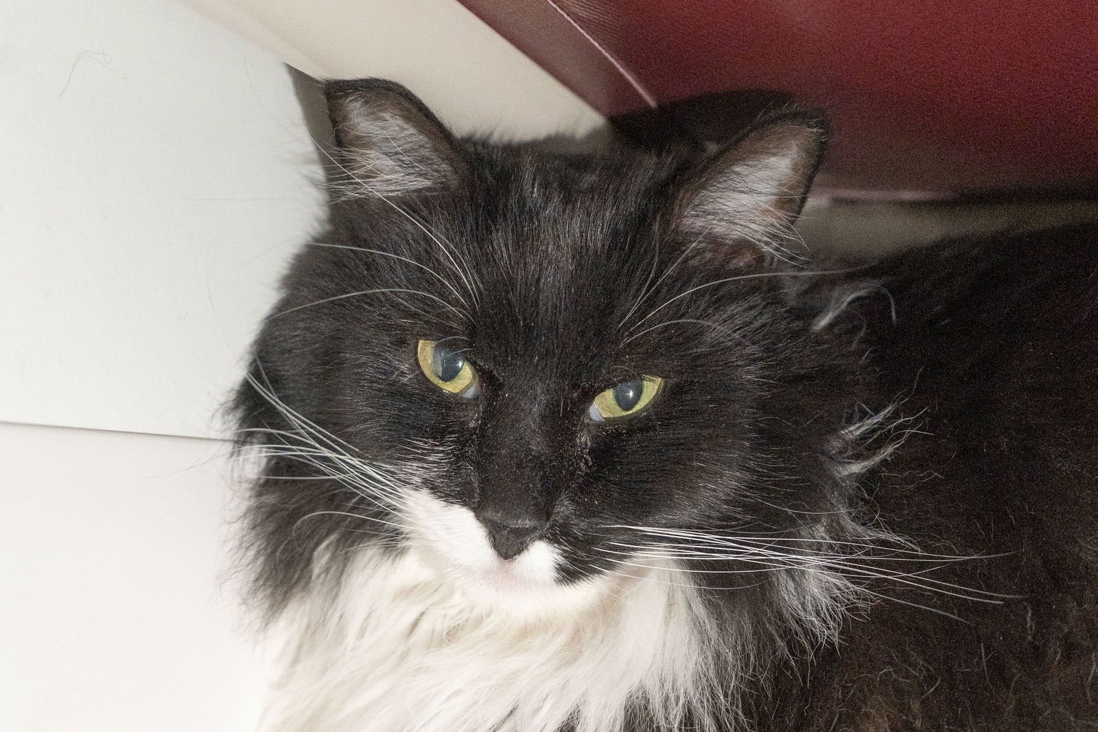 PRINCE - Domestic Long Hair available for adoption