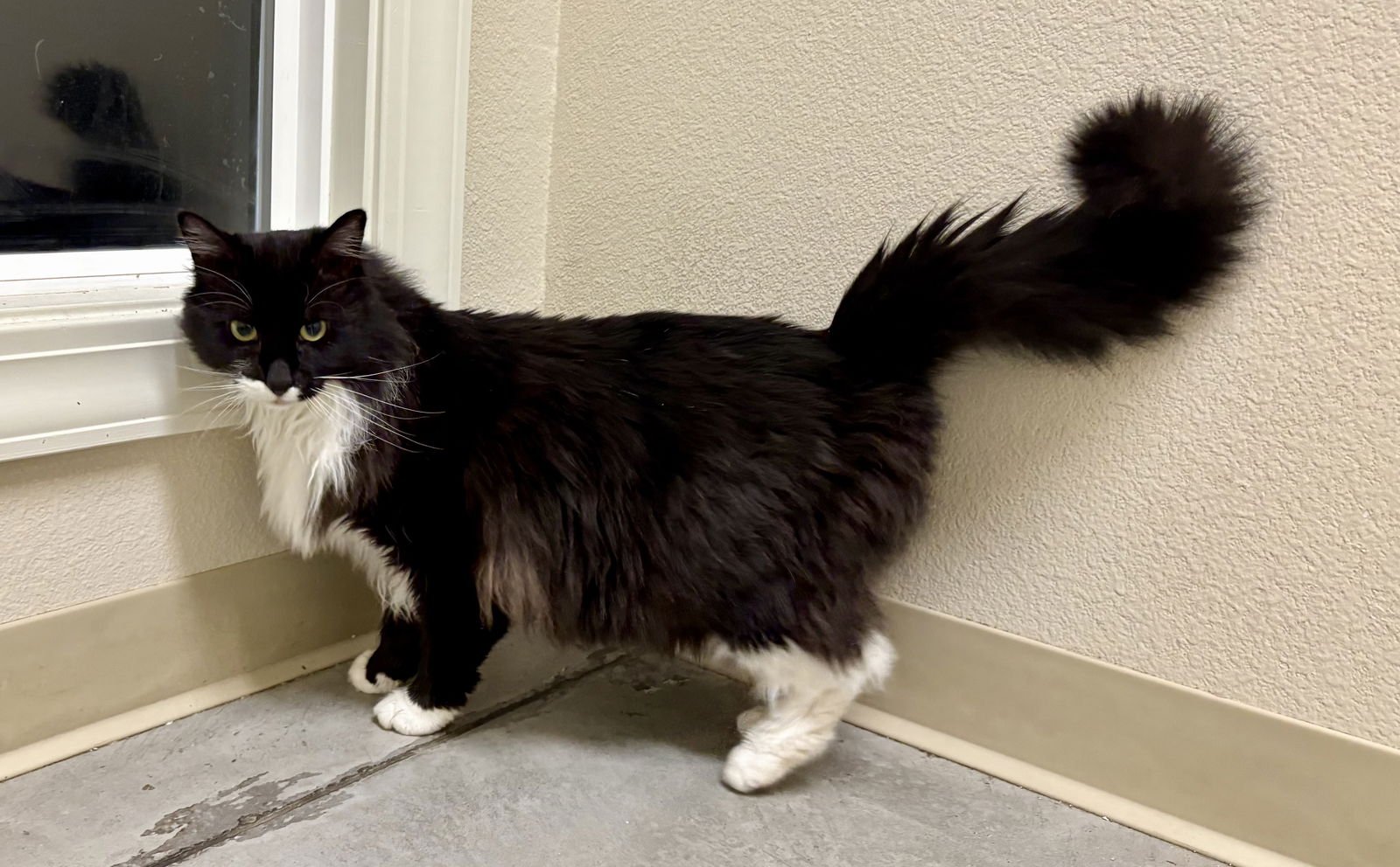 PRINCE - Domestic Long Hair available for adoption