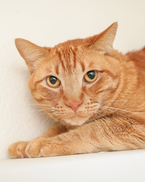 LEIF - Domestic Short Hair available for adoption