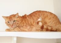 Leif - Photo 2