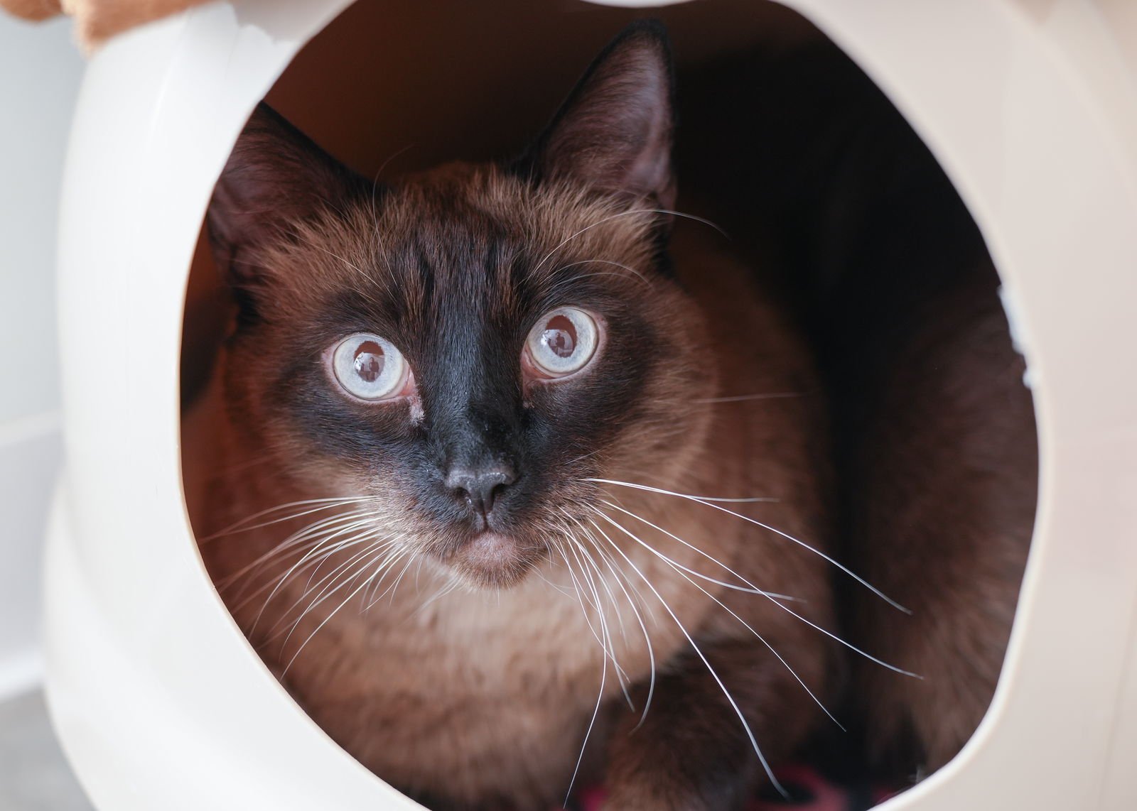 LYON - Domestic Short Hair available for adoption