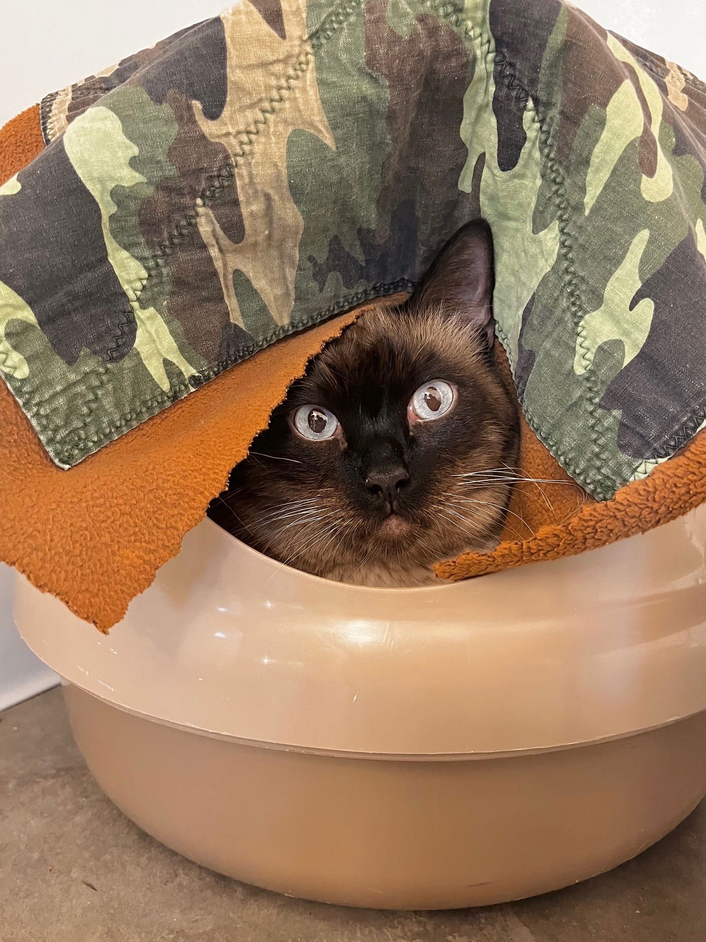 LYON - Domestic Short Hair available for adoption