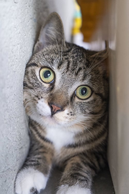 QT - Domestic Short Hair available for adoption