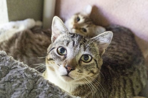 QT - Domestic Short Hair available for adoption