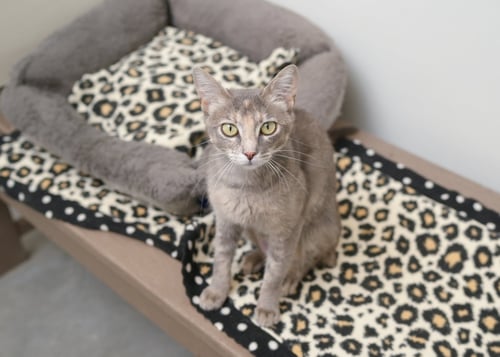 LASAGNA - Domestic Short Hair available for adoption