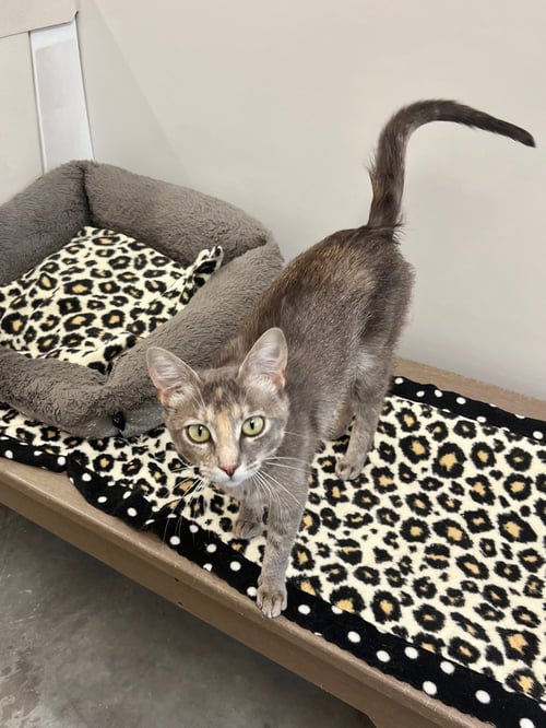 LASAGNA - Domestic Short Hair available for adoption