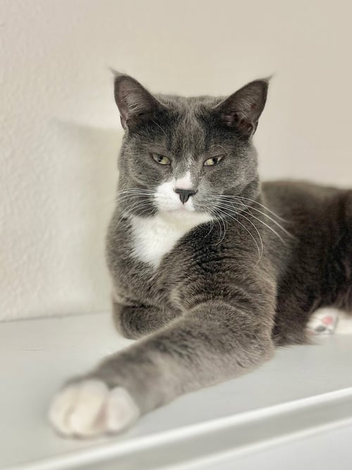 MIMZY - Domestic Short Hair available for adoption