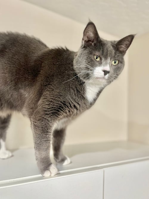 MIMZY - Domestic Short Hair available for adoption