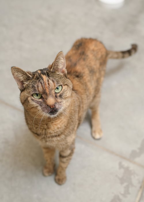 MISS SNIFF - Domestic Short Hair / Torbie available for adoption