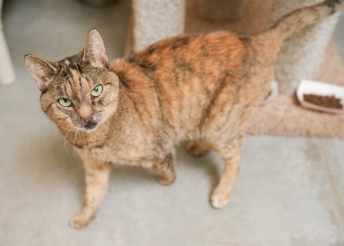 MISS SNIFF - Domestic Short Hair / Torbie available for adoption
