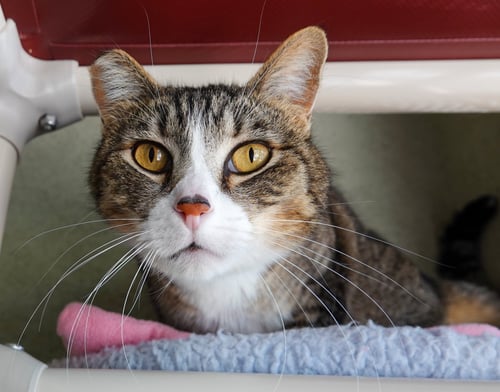 THOMAS - Domestic Short Hair available for adoption