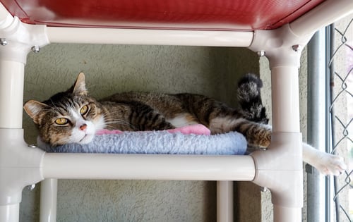 THOMAS - Domestic Short Hair available for adoption
