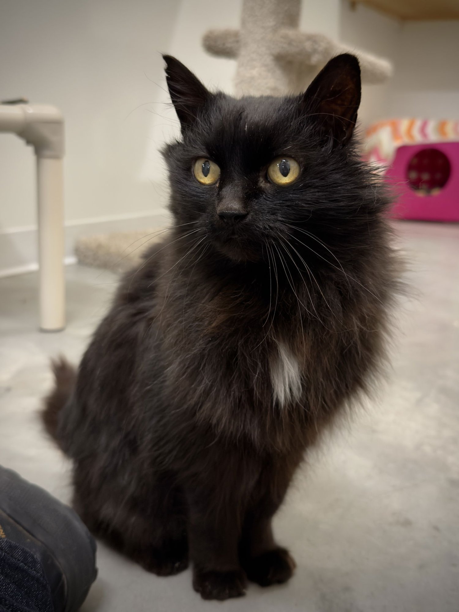 FARRAH - Domestic Long Hair available for adoption