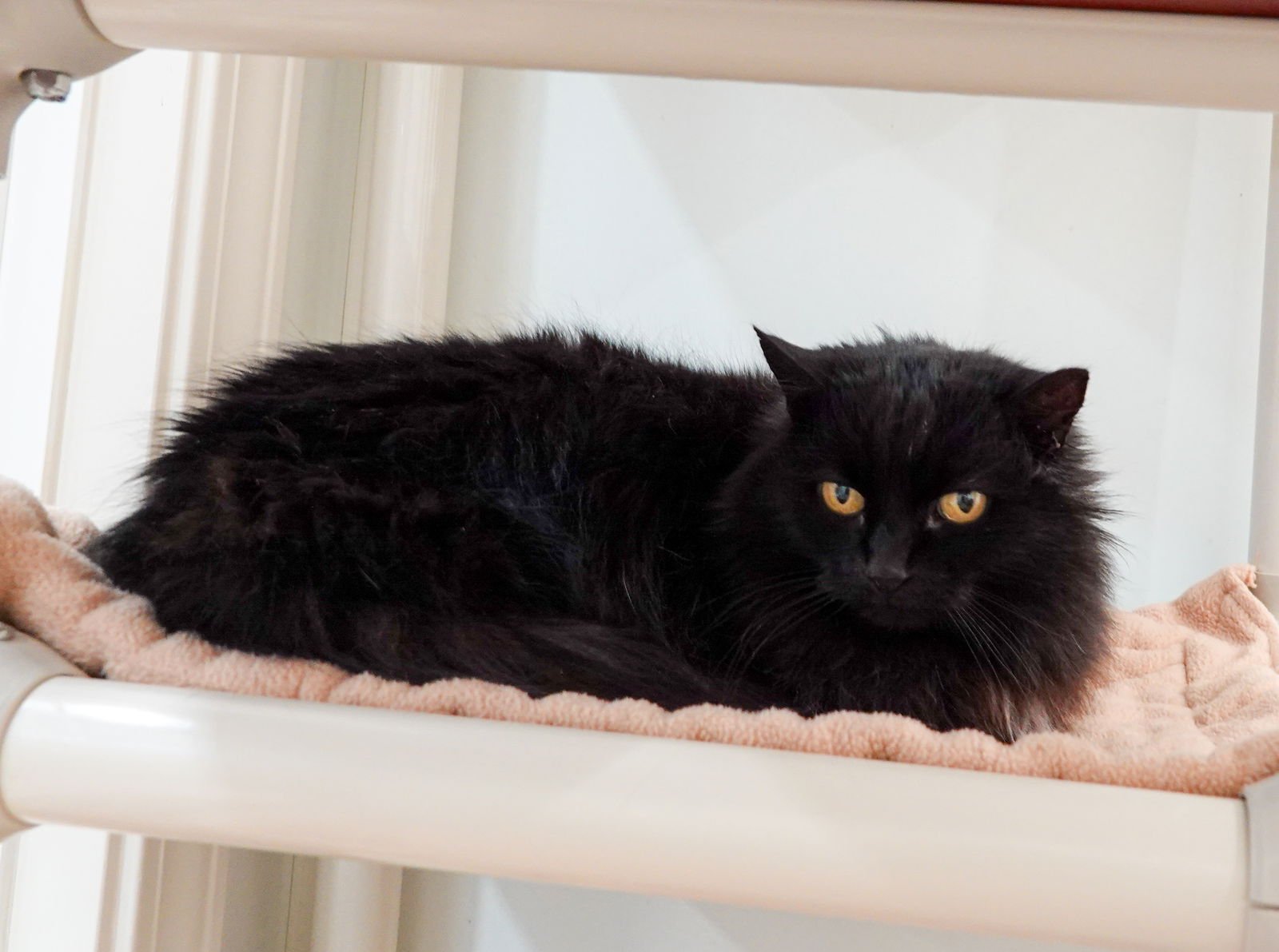 FARRAH - Domestic Long Hair available for adoption