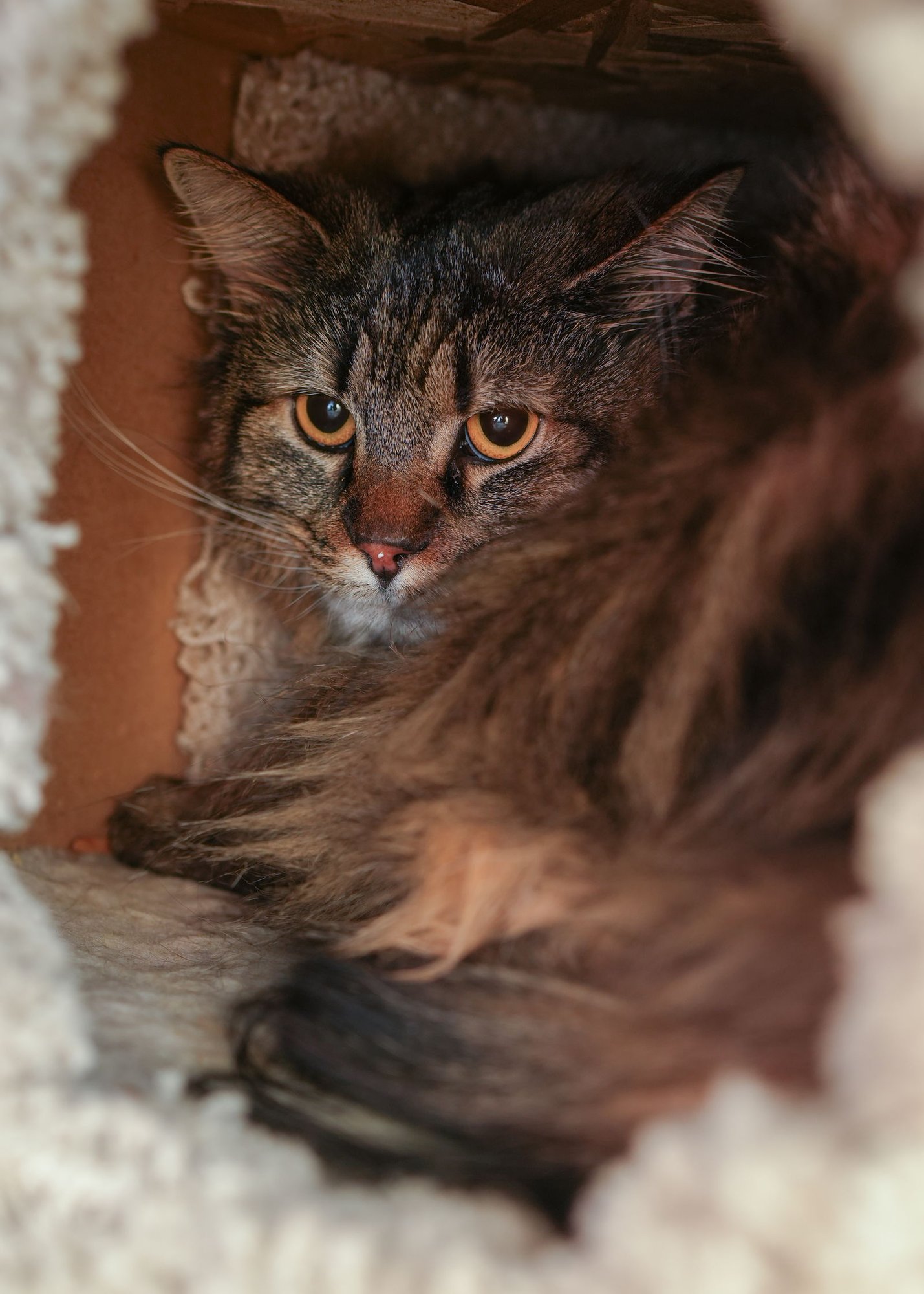 BOBBY JOE - Domestic Long Hair for adoption in Boise