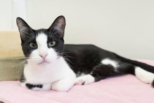 REGINA - Domestic Short Hair available for adoption