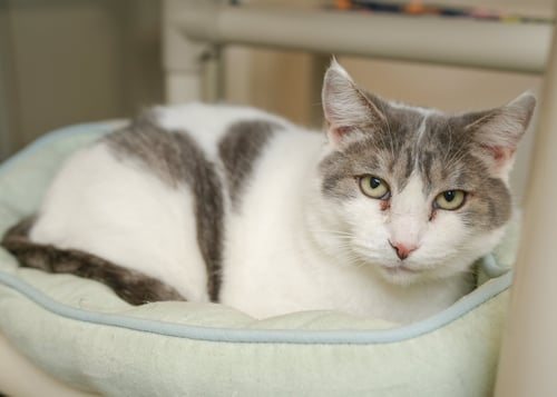 SWEETIE - Domestic Short Hair available for adoption