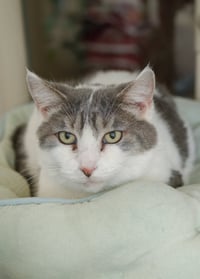 Sweetie - Photo 3