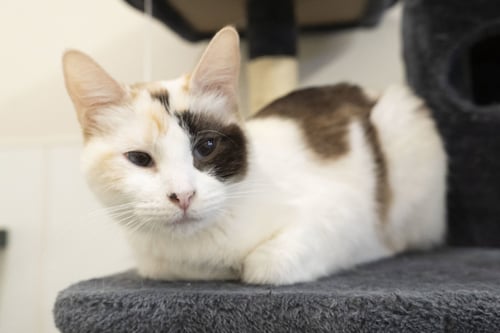LADY - Domestic Short Hair available for adoption