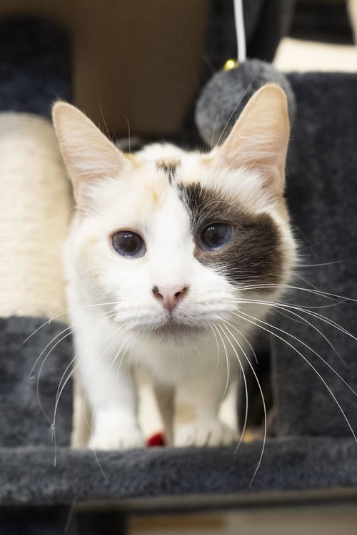 LADY - Domestic Short Hair available for adoption