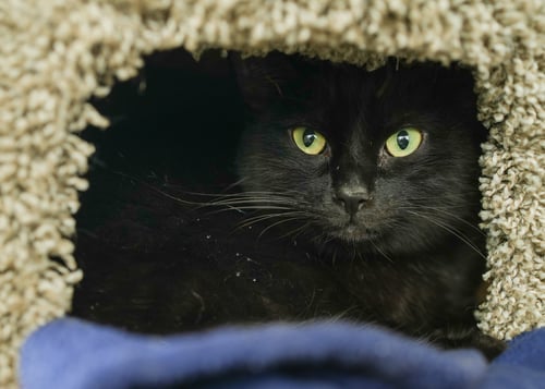 FINNEGAN - Domestic Short Hair available for adoption