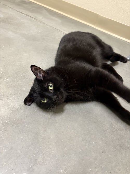 FINNEGAN - Domestic Short Hair available for adoption