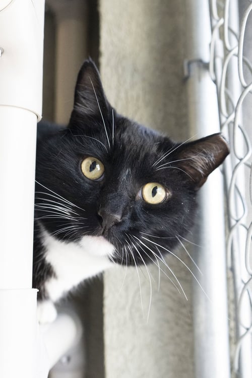 JOSEPH - Domestic Short Hair available for adoption