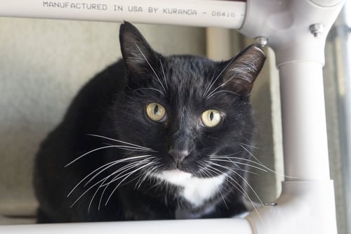 JOSEPH - Domestic Short Hair available for adoption