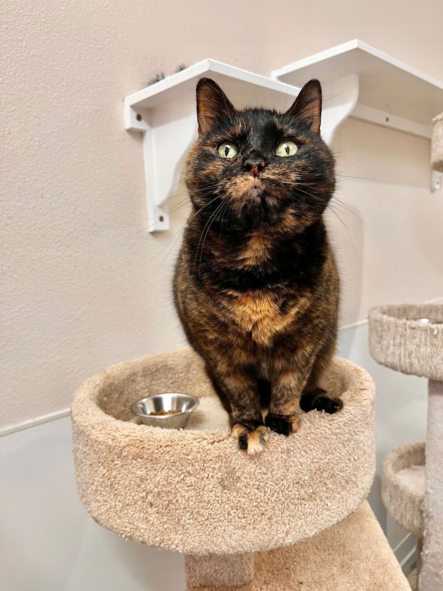 JUNE - Domestic Short Hair / Tortoiseshell for adoption in Boise