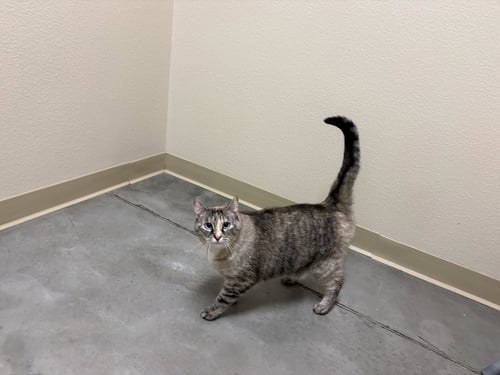 OPAL - Domestic Short Hair available for adoption