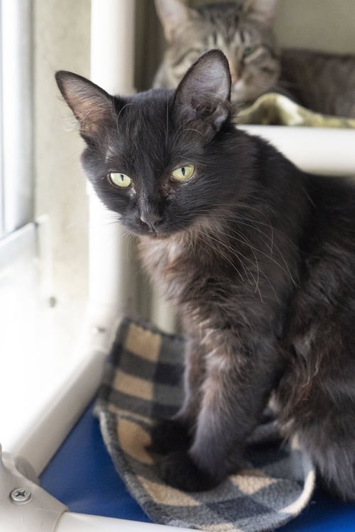 IRIS - Domestic Long Hair available for adoption