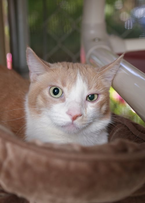 TANK - Domestic Short Hair available for adoption