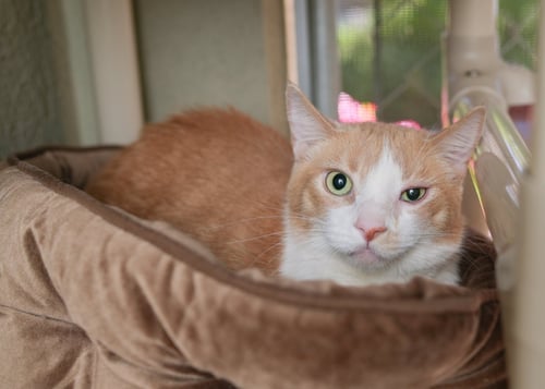 TANK - Domestic Short Hair available for adoption