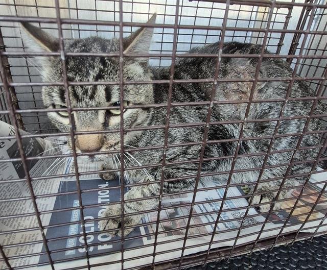 BLAZE - Domestic Short Hair available for adoption