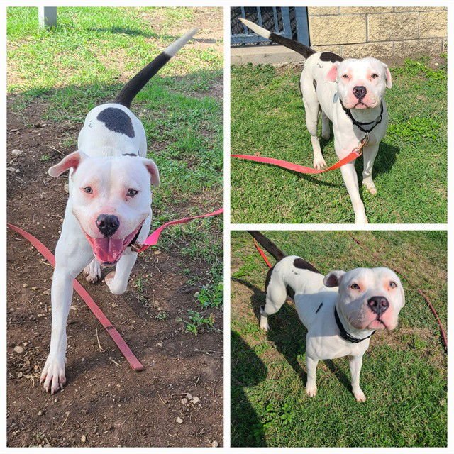 BONITA - Boxer available for adoption