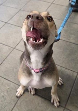 MS BRINDLE - Great Dane available for adoption