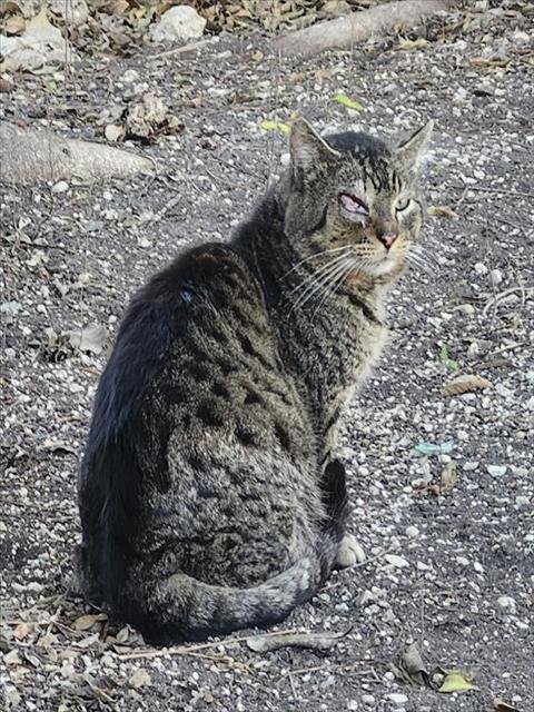 WILLY - Domestic Short Hair available for adoption