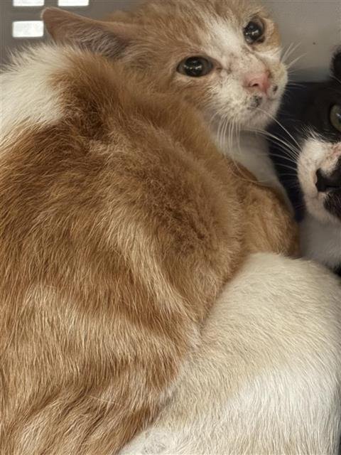 A790577 - Domestic Short Hair available for adoption