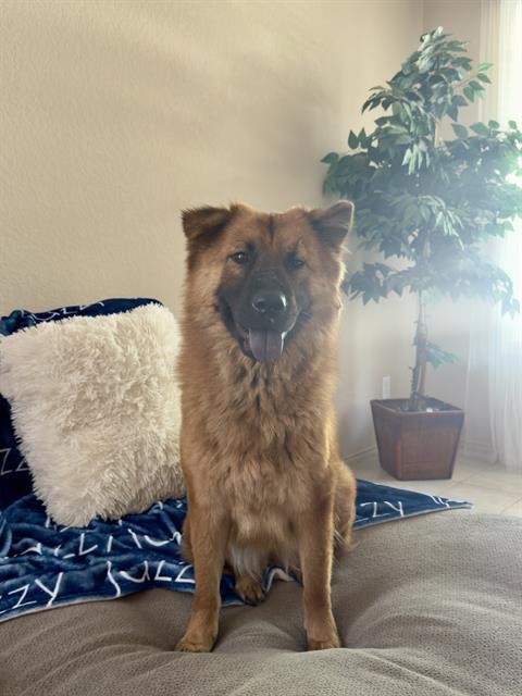 BELLA - Chow Chow available for adoption