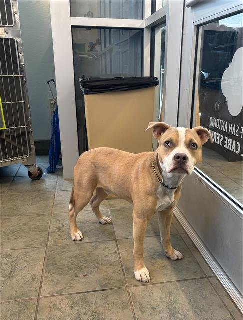 TOM - American Staffordshire Terrier available for adoption