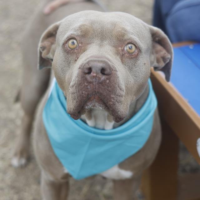 COOKIE MARIA - American Staffordshire Terrier available for adoption