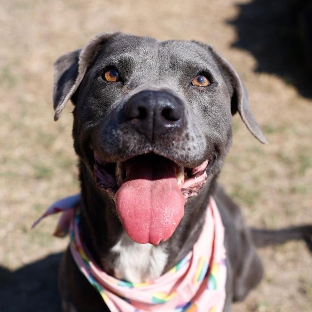 BELL - American Staffordshire Terrier available for adoption