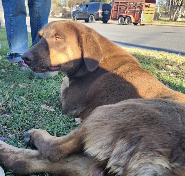 CASTRO - Labrador Retriever available for adoption