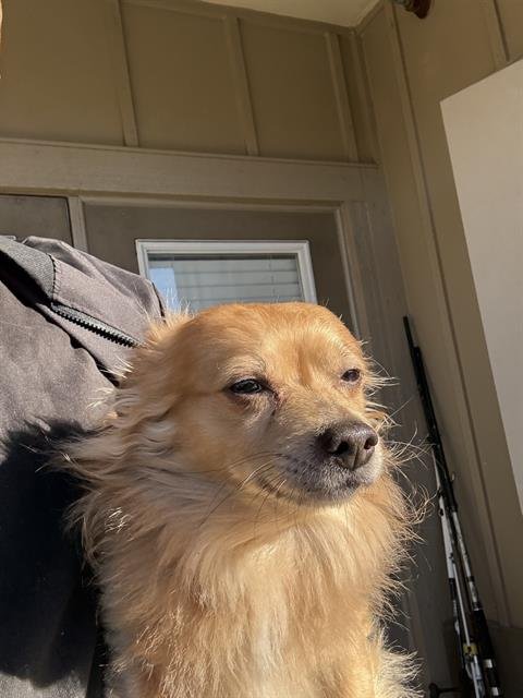 BUBBLES - Chihuahua available for adoption