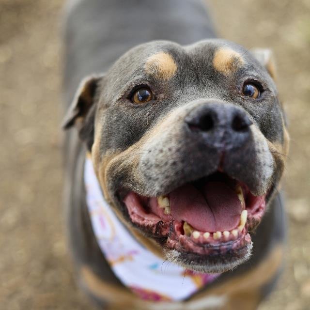 AMMO - Staffordshire Bull Terrier available for adoption