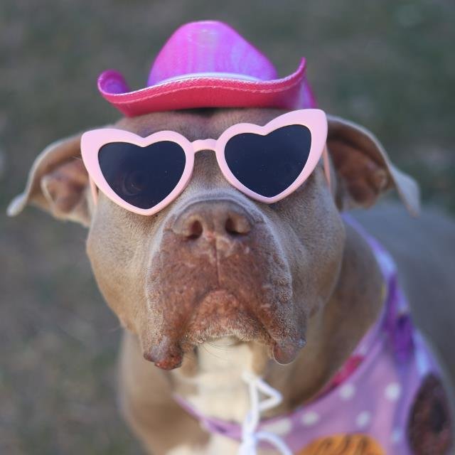 COOKIE MARIA - American Staffordshire Terrier available for adoption